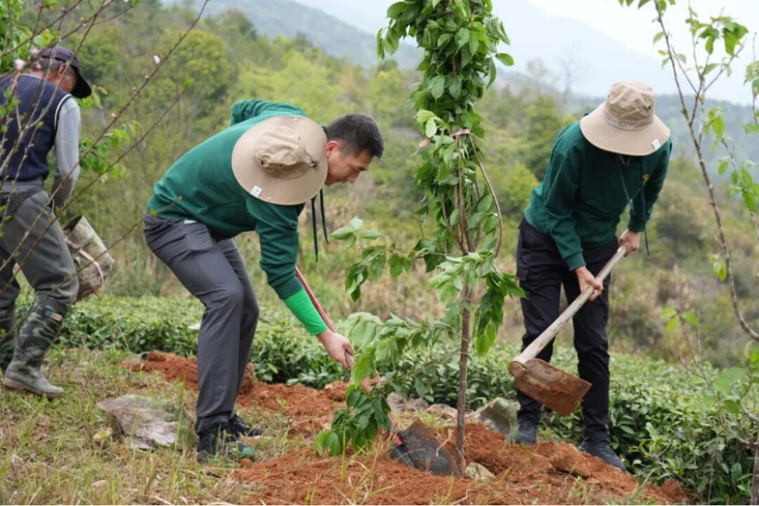 三棵樹福鼎白茶園生態修復行動708