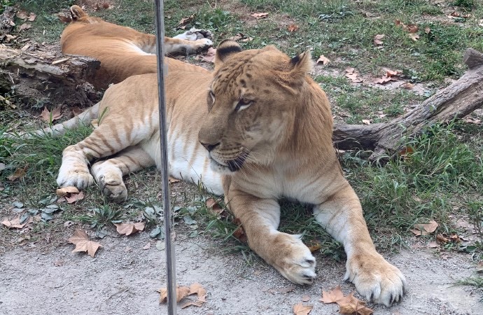野生動物園玻璃破裂實為高溫導(dǎo)致，鋼化玻璃的高低溫試驗有多重要？